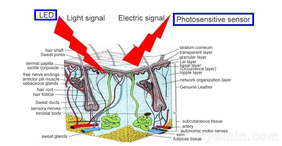 Photosensitive sensor senses skin Photosensitive sensor senses skin